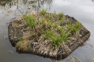 Acorus calamus 'Variegatus', Variegated Sweet Flag growing on plastic mesh covered floating