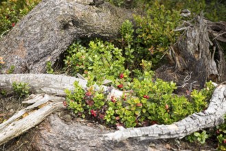 Small cranberry (Vaccinium oxycoccos) in the Georgenfelder Hochmoor, Zinnwald, Saxony, Germany
