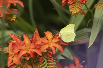 Brimstone (Gonepteryx rhamni) butterfly adult male feeding on a garden Crocosmia flower, Suffolk,