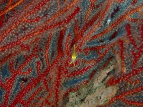 Red coral with a small yellow fish, Golden damselfish (Amblyglyphidodon aureus) juvenile, dive site