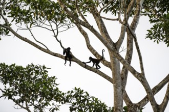 Geoffroy's spider monkey (Ateles geoffroyi), two monkeys in a tree, Sirena, Corcovado National