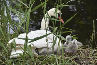 Mute swan (Cygnus olor) with offspring, chicks at the nest