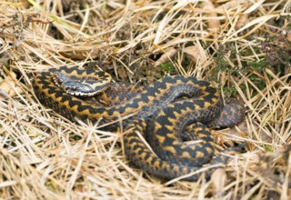 Two wild common european vipers (Vipera berus), brown, adult animals, females, lying and cuddling