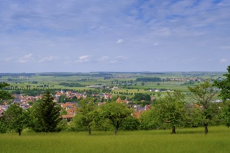 In the Buchleite nature reserve, Markt Berolzheim, Altmühltal, Middle Franconia, Franconia,