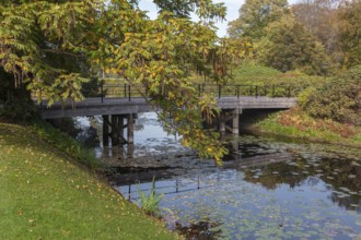 Branches of the Caucasian Wingnut (Pterocarya fraxinifolia) with fruit hanging over a castle spine,