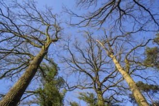Common oak, pedunculate oak, English oak (Quercus robur) tree trunks covered with creeping common
