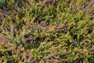 Erica carnea 'Foxhollow', Spring Heath shrub with purplish pink flowers in spring, Quebec, Canada