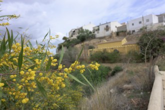 Flowering willow-leaf acacia (Acacia saligna) in Sorbas, Almeria, Spain, Australia