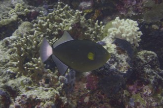 Dark tropical fish with yellow markings, widow triggerfish (Melichthys vidua), swimming over a