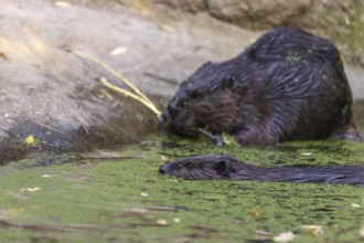 Two North American beaver or Canadian beaver, Castor canadensis, swimming through a pond covered