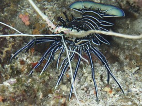 Panulirus inflatus with long antennae, painted rock crayfish (Panulirus versicolor), in corals,
