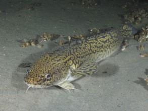 Burbot, burbot (Lota lota), rudd with a distinctive pattern resting on a sandy substrate. Dive site