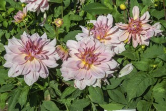 Flowering Dahlias (Dahlia), variety Fairway Pilot in the Dahlia Farm in Löderup, Ystad
