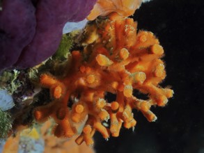 False coral (Myriapora truncata), dive site L'Escala, Costa Brava, Spain, Mediterranean Sea