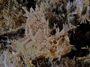 Camouflaged fish with spiny texture, Feathered scorpionfish (Scorpaena grandicornis), among algae