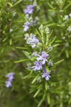 The rosemary (Rosmarinus officinalis) still blooms delicately purple in autumn, Tuscany, Italy