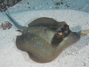 A blue spotted ray, blue spotted ray (Neotrygon kuhlii), lying on the sandy seabed, dive site SD,