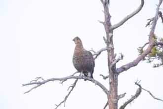 Black Grouse (Tetrao tetrix) female, Sweden
