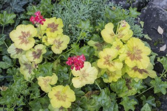 Pelargonium (Pelargonium), Speyer, Rhineland-Palatinate, Germany