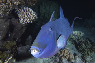 Blue-striped triggerfish (Pseudobalistes fuscus)