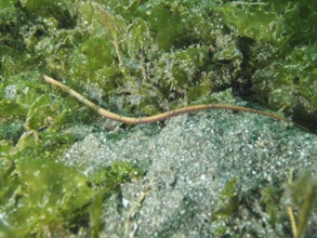 An elongated sea creature, spiny-snouted sea needle (Halicampus spinirostris), sea needle, hidden