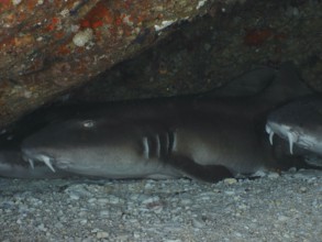 A Brownbanded bamboo shark (Chiloscyllium punctatum) resting under a rock on the seabed in a calm