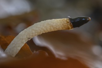 Dogbane (Mutinus caninus), Emsland, Lower Saxony, Germany