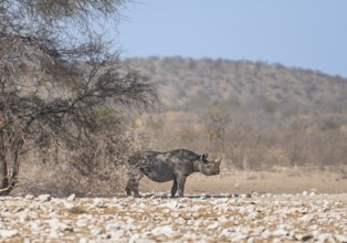 Black rhinoceros (Diceros bicornis) in savannah with orange-coloured sand, Etosha National Park,