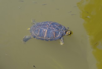 Turtle swimming in murky water, turtles, Caspian turtle (Mauremys caspica), turtle lake Mavrobara,