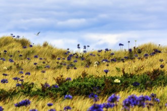 Dune Landscape, Blue and White lilies of the nile (Agapanthus), Love Flowers, Isle of Tresco, Isles