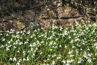 Snowdrop (Galanthus), carpet of flowers in front of a brick wall, Brakel, Teutoburg Forest