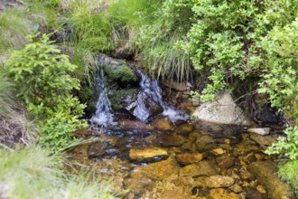 Rippling small mountain stream, Giant Mountains, Czech Republic