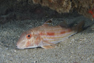 A striped barb (Mullus surmuletus) with red eyes lies on the sandy seabed, dive site Roca Jolia,