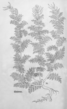 Broomwort, Sophia (Descurainia sophia), woodcut by Leonhart Fuchs, from New Kreüterbuch, neues