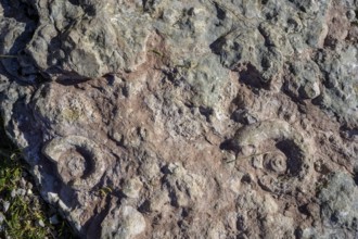 Fossilised snail shells (ammonite), circular hike Monte Fior, Foza, province of Vicenza, Italy