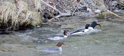 Male and female common mergansers (Mergus merganser) hunting for rainbow trout in the Kieferbach,