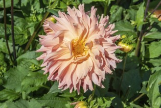 Flowering Dahlias (Dahlia), variety Hapet Coral Charm in the Dahlia Farm in Löderup, Ystad