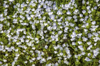 Quendel speedwell (Veronica serpyllifolia), flowering, Oberallgäu, Allgäu, Bavaria, Germany