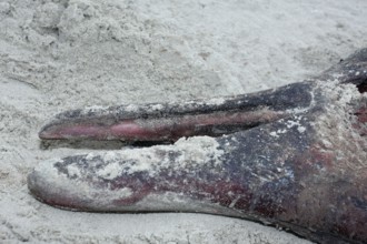 Sowerby's beaked whale (Mesoplodon bidens), North Sea beaked whale, flipper, found dead in the