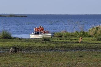Excursion boat with tourists in front of a Pampas deer (Ozotoceros bezoarticus), and a Capybara