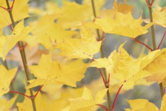 Maple (Acer), rashes with autumn leaves, Moselle, Rhineland-Palatinate, Germany