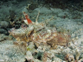 Camouflage coloured fish, Spiny Devilfish (Inimicus didactylus), lying quietly on the sandy seabed,