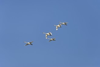 Mute swans (Cygnus olor) in flight, blue sky, North Rhine-Westphalia, Germany