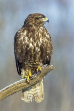 Common buzzard sitting room, (Buteo buteo), biotope, habitat, Baden-Württemberg, Federal Republic