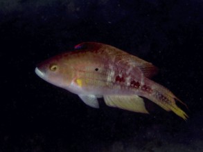 Reddish Twospot Wrasse (Oxycheilinus bimaculatus) swimming in a dark, calm environment, dive site