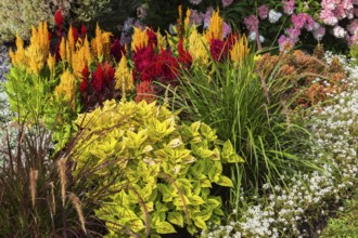 White Alyssum, greenish yellow Solenostemon, Coleus, green Ornamental Grass, red, yellow and orange
