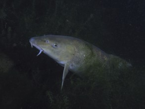 A barbel (Barbus barbus) hides between aquatic plants at night. Dive site Klosterinsel, Rheinau,