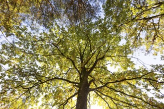 Oak tree in autumn colours in the Blockheide nature park Park near Gmünd, Waldviertel, Lower