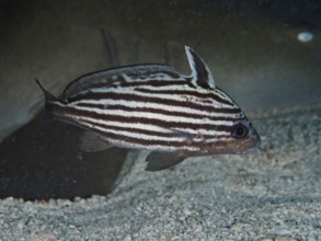 A fish, Striped Knightfish (Pareques acuminatus), swimming across a sandy seabed, dive site John