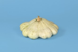 Light yellow Pattypan squash with round and shallow shape and scalloped edges on light blue